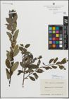 Foto von Salix myrsinifolia Salisb. x Salix phylicifolia L.